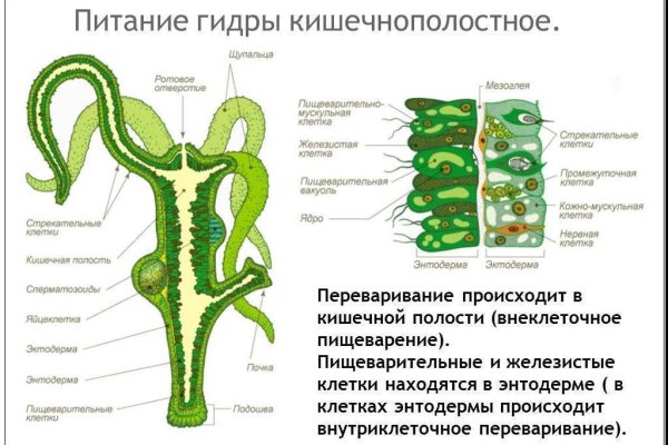 Kraken 13at