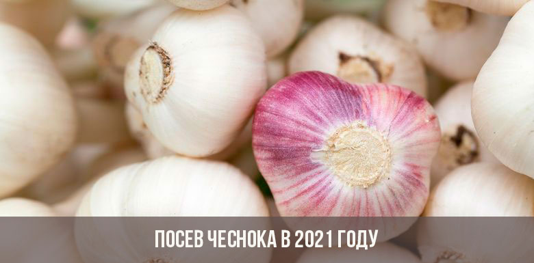 Зеркало на кракен