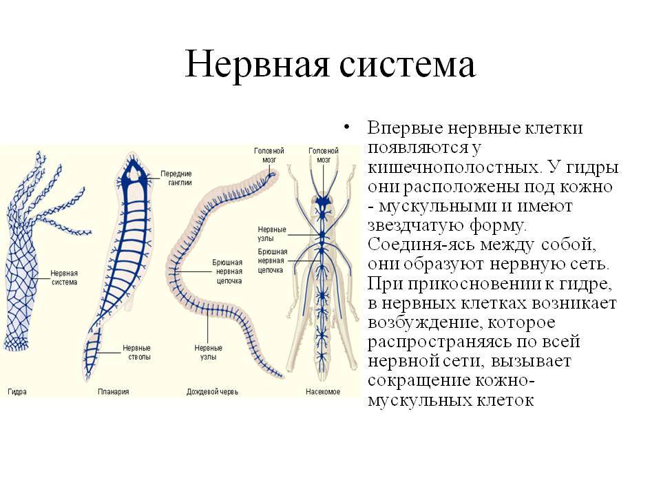 Кракен онион даркнет площадка